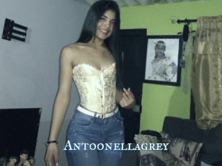 Antoonellagrey