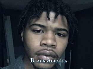 Black_Alfalfa