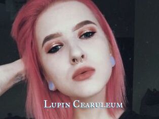 Lupin_Cearuleum