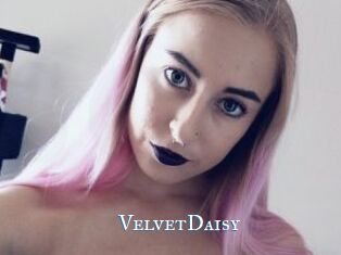 VelvetDaisy